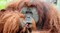Orangutan sumarian