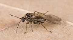 Nuc și alte galerii