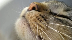 Cat sentimente organs