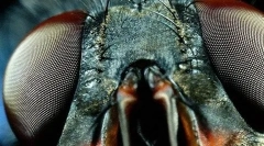 Sentimente de insecte organe