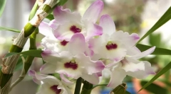 Orhidee dendrobium
