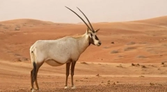 Oryx zahar