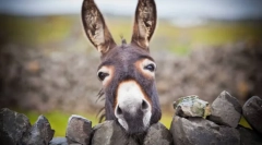 Măgar - frate sălbatic ishak