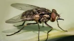 Zbura de toamnă a satului