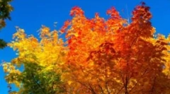 Tratamentul toamnei de seră din policarbonat