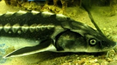 Sturgeon rusesc