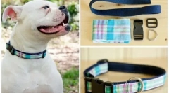 Guler de câine cu mâinile tale: instrucțiuni simple