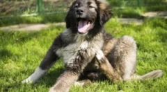 Colier kiltics puppy de la bloch și tings