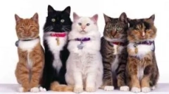 Guler de la bloch și ting beafar (beaphar)