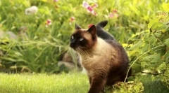 Guler de la purici și căpușe pentru pisici: cum să alegeți