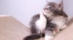 Guler de la purici și căpușe pentru un pisoi