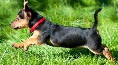 Guler de căpușe pentru câini: ce mai bine?