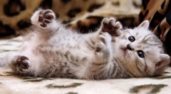 Inspectarea viitorului animal de companie