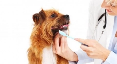 Inspecția și îngrijirea câinelui