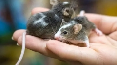 Principalele diferențe ale mouse-ului de la șobolan, care este diferența și similitudinea