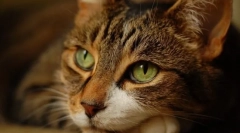 Deluzia de bază a proprietarilor despre pisici