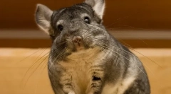 Caracteristici și fapte interesante despre chinchillach