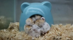 Caracteristici și rata de somn de hamsteri