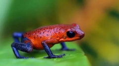 Caracteristicile amfibiene de circulație a sângelui