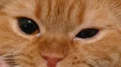 Caracteristicile tratamentului ochilor menționați la pisici