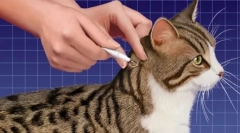 Droguri caracteristici directe spot-on cat