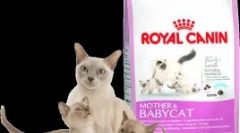 Caracteristicile pisicilor nutriționale