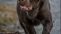 Caracteristicile nutriției lui labradorov