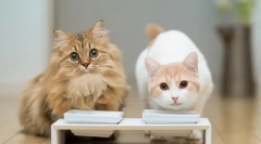 Caracteristicile cântând pisicile sterilizate