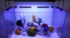 Caracteristicile pregătirii apei în noul acvariu