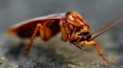 Caracteristicile de reproducere tarakanov