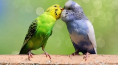 Caracteristicile de reproducere a papagalilor ondulați