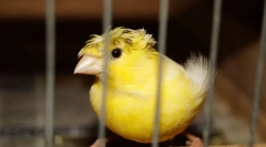 Caracteristicile îngrijirii și conținutului canarului la domiciliu