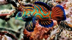 Ceea ce depinde de culoarea peștelui?