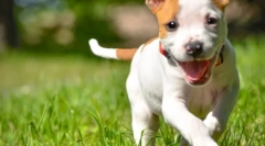 Vacanță în natură și fără căpușe