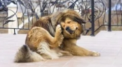 Unde vin puricii de pământ de acasă?