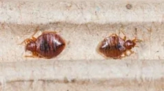 Unde sunt bug-urile din apartament?