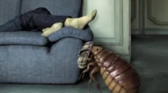 Unde casele apar purici?