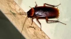 Unde și de ce gândacii apar acasă