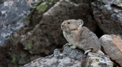 Unde a venit chinchilla de unde și cum trăiesc în natură