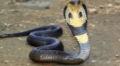 Unde a otravă cobra