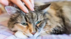 Unde pisica apare purici?