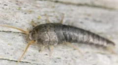 Unde în apartament ia moccarii