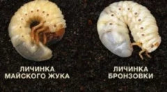 Diferența dintre larvele bronzului și a lui beetle may