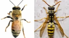 Diferențele de albine din viespe