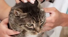 Cat sheectoza: simptome și tratament