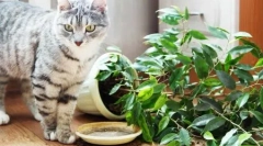 Pisici pentru domiciliu și curți: revizuirea produselor și instrucțiunilor finite, cum să faceți