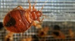 Pilula pentru distrugerea eficientă a bedbugs la domiciliu