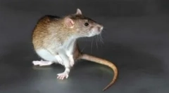 Puneți de la rozătoare cu efect de mumfing