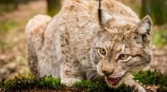 Detașarea predvării