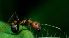 Detașamente de insecte